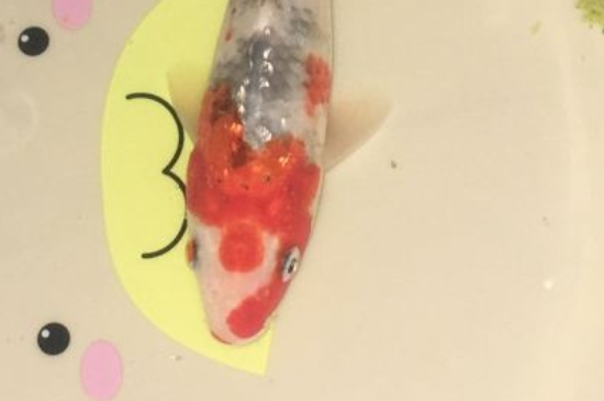 锦鲤不打氧能挺多久
