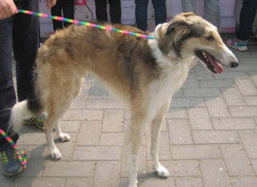 山上猎野猪最好的犬，打猎最厉害的狗排名