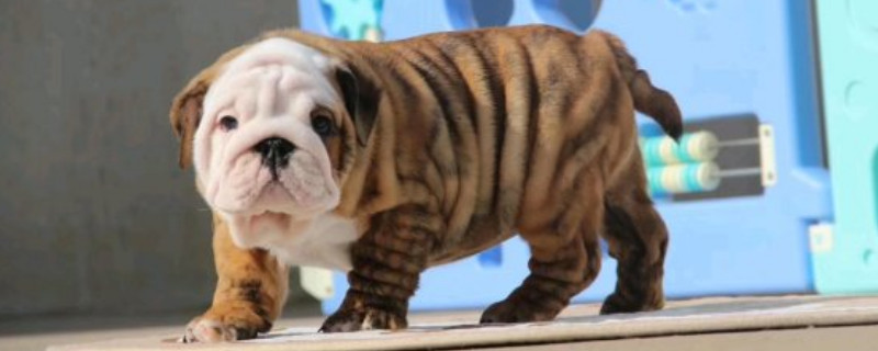 英斗犬性格怎么样