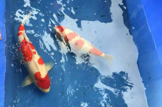 锦鲤侧翻但又没死怎么办