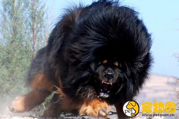 世界十大恶犬排名，加纳利犬连主人都敢咬(不适合作为家养犬)