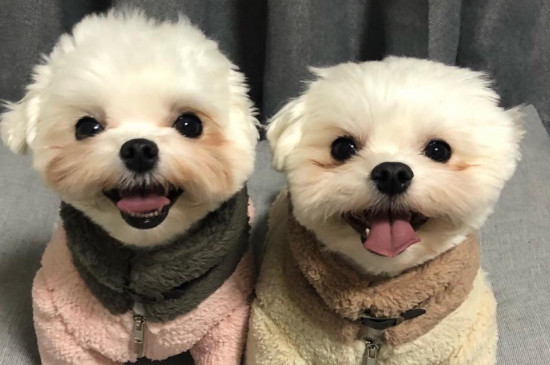 狗能吃红枣吗
