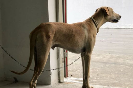 蒙古细犬的缺点