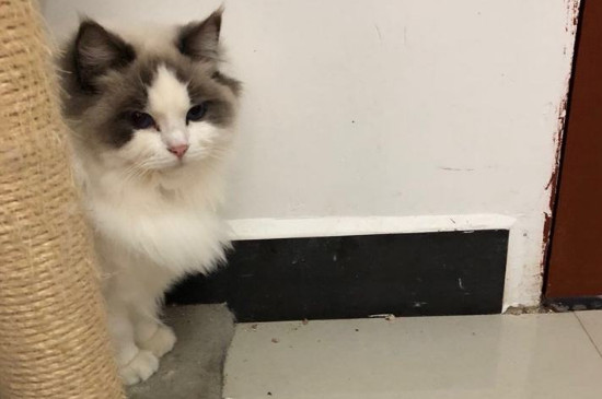 猫上门为什么不能赶走