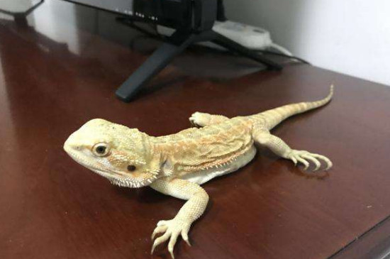鬃狮蜥怎么分辨公母