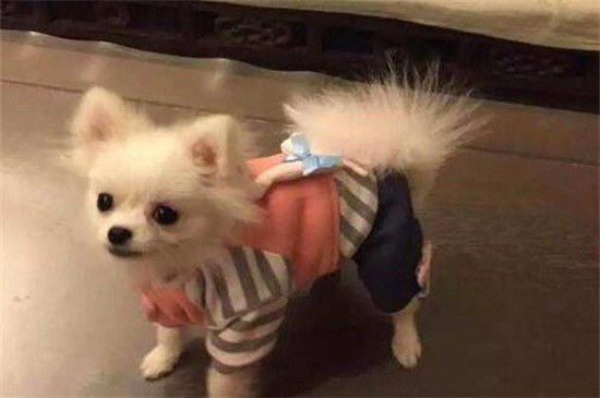 最简单的狗狗衣服做法，手把手教你制作精美狗衣