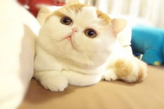 猫感冒一般几天自愈