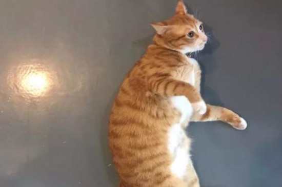 猫抑郁症的治疗方法