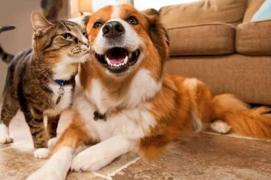 猫狗混养注意事项，猫狗一起养的禁忌
