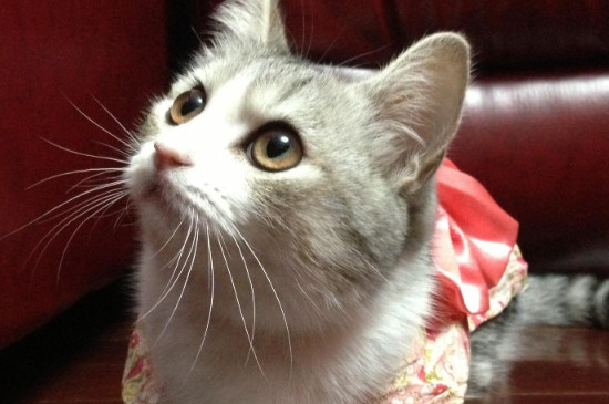 猫尿不出来吃什么药