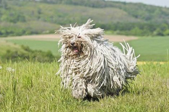 可蒙犬怎么梳毛
