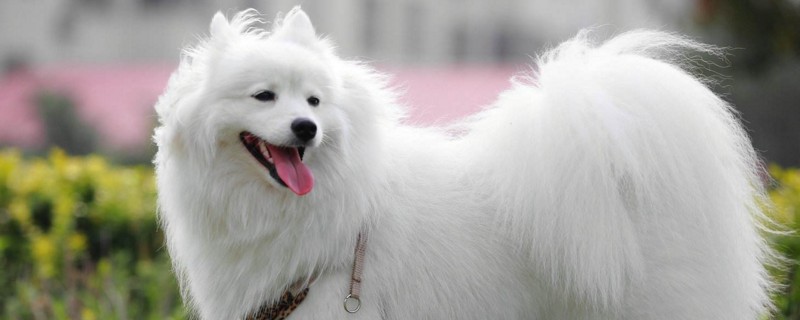 银狐犬怎么养
