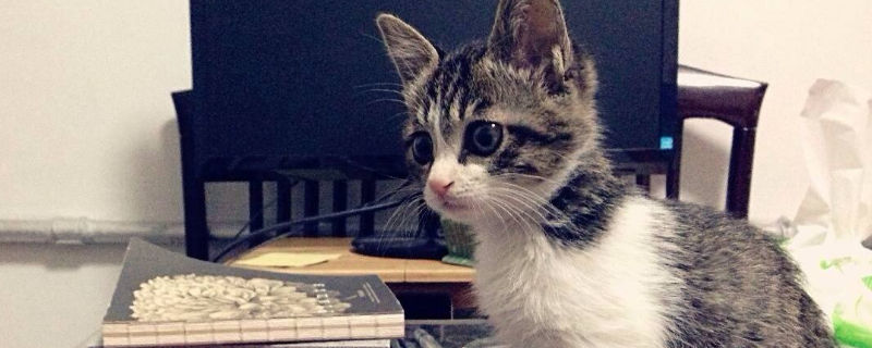 简州猫与狸花猫区别