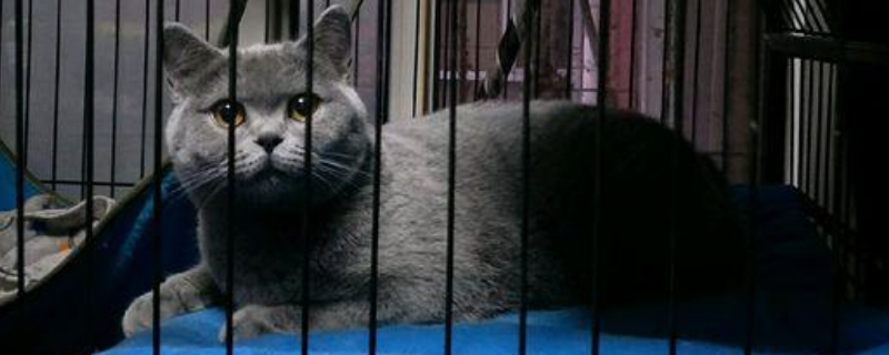 丁香蓝猫和蓝猫的区别