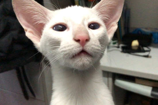 猫能吃啥食物