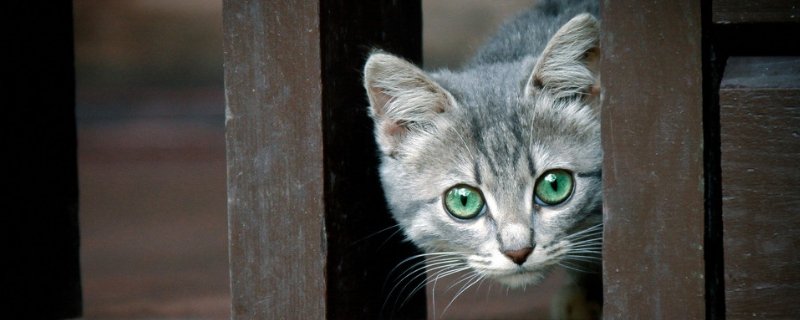 小猫上炕捏饽饽是什么意思