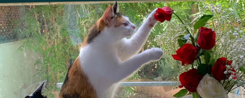 玫瑰花对猫有毒吗