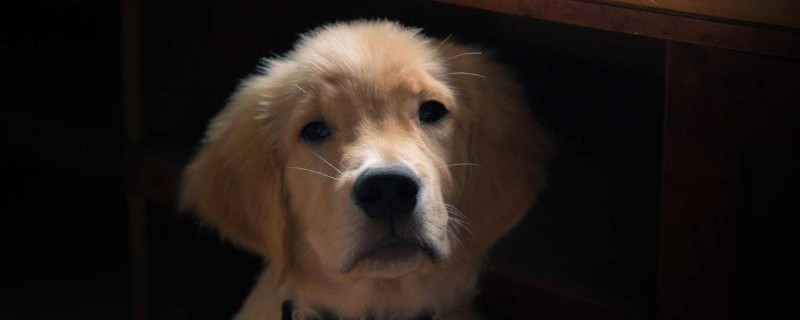 狗早上叫个不停怎么办