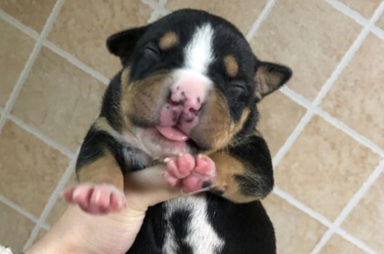 斯塔福犬多少钱一只，大概要3000元左右一只