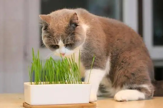 小猫便秘怎么办啊