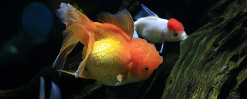 鱼死了能救活吗