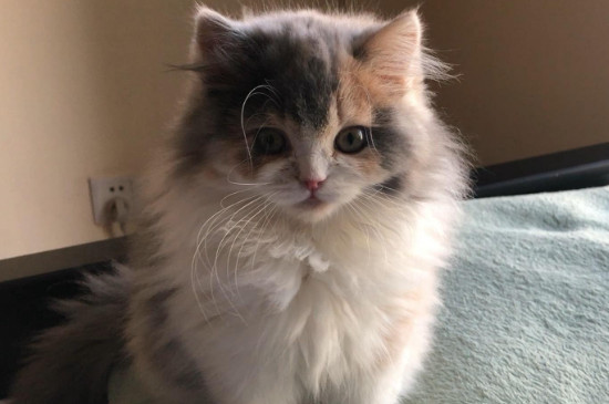 猫咪死胎滞留的表现