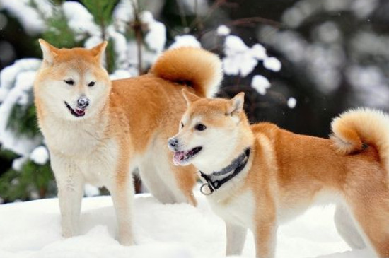 柴犬能吃玉米粒吗
