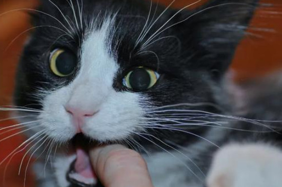 猫需要磨牙吗