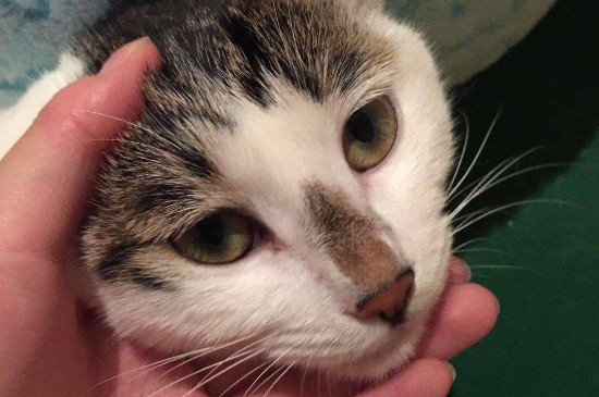 猫咪眼睛流脓会自愈吗，猫的眼睛流脓怎么处理