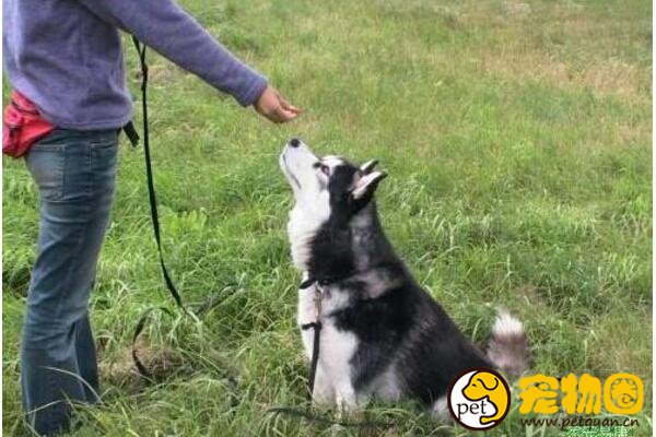 如何训练狗狗大小便，训练的语气要比口令更重要