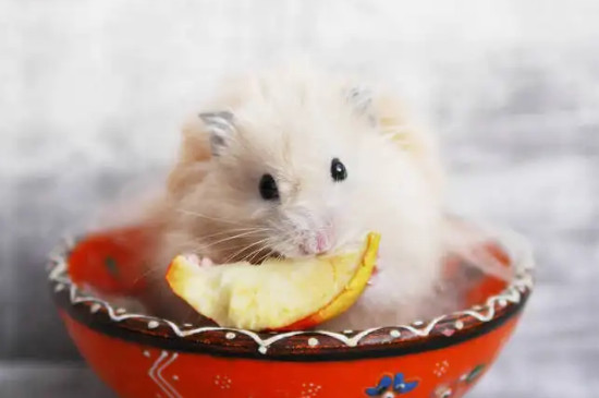 仓鼠能吃枣吗