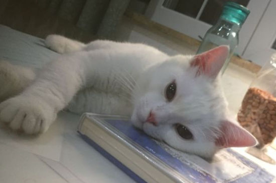 宠物猫托运怎么办理