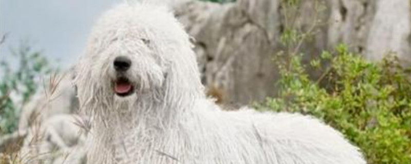 可蒙犬怎么洗澡