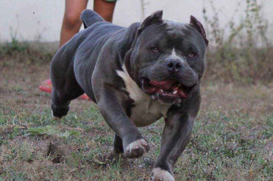 美国恶霸犬多少钱一只，最便宜的价格在3500元左右