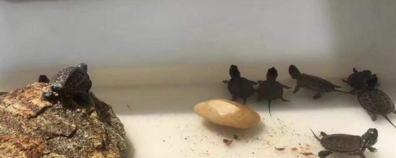 家庭养乌龟有什么好处