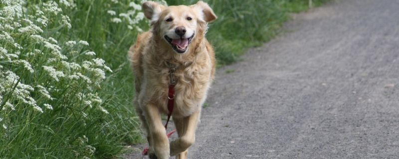 大型犬有哪些品种