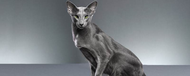 小型猫的品种