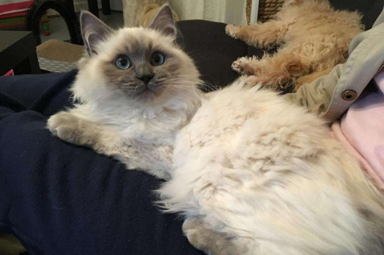 猫猫怀孕几个月生宝宝