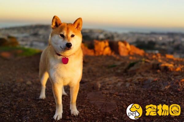 秋田犬为什么禁养，太有野性且是大型犬（国内禁养）