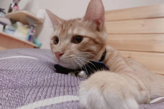 猫流眼泪是怎么回事