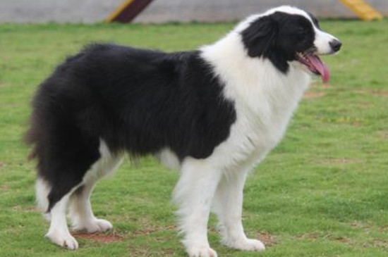 边境牧羊犬怎么样养