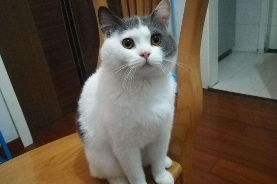 公猫多大可以绝育