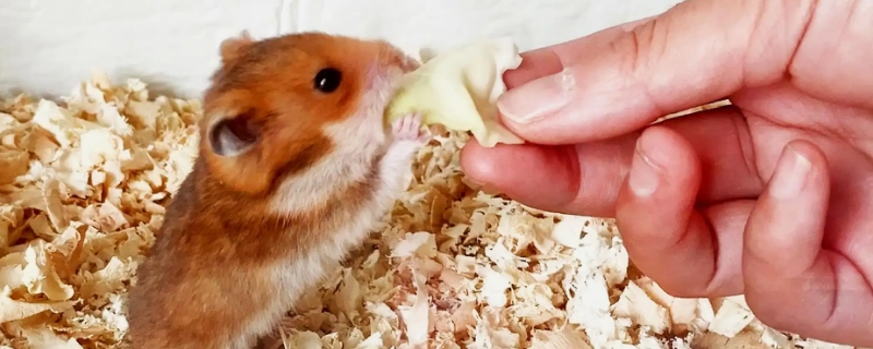 仓鼠坐车会死吗