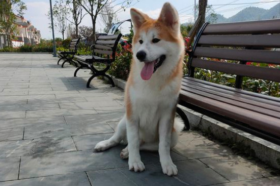 秋田犬认主人需要多久