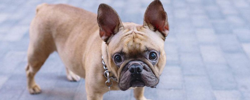 法国斗牛犬多少钱一只