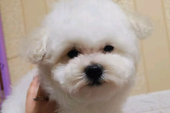 纯种比熊犬多少钱一只，纯种比熊价格1200-6500元
