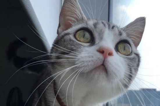 猫传腹症状