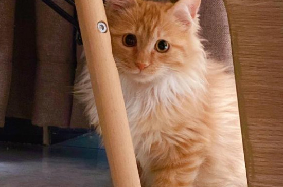 猫总打喷嚏是什么意思