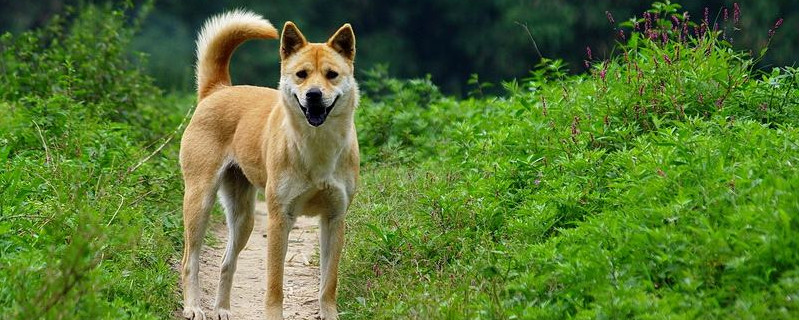 中华田园犬为什么禁养