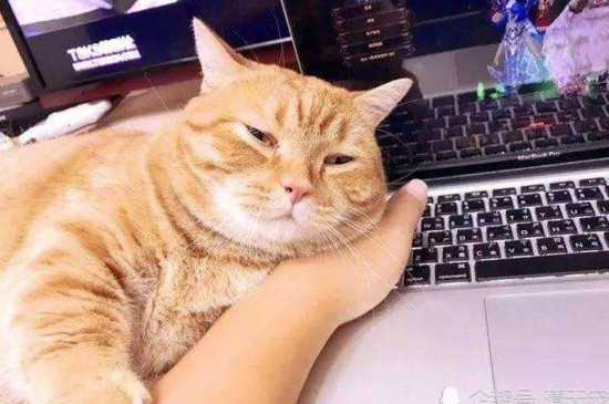 猫突然粘人预示什么